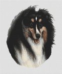 Collie - Tri-colored