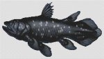 Coelacanth