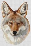 Coyote Portrait