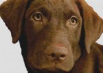 Chocolate Lab