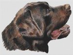 Chocolate Labrador - Mr. Chocolate