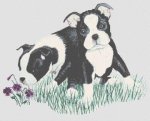 Boston Terrier Puppies