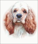 (image for) American Cocker Spaniel