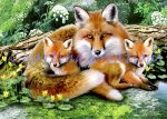 Foxes (image for) Foxes