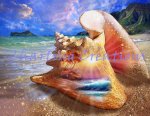 (image for) Seashells By The Seashore