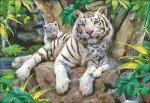 (image for) White Tigers Of Bengal