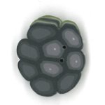 Black Raspberry - Small