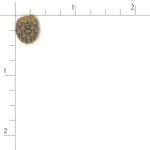 Pine Cone - Small (image for) Pine Cone - Small