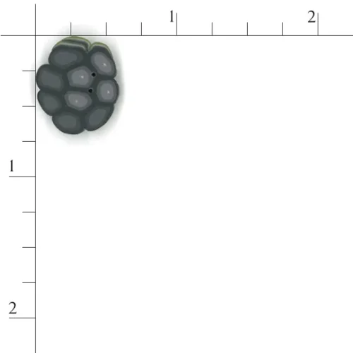 (image for) Black Raspberry - Small