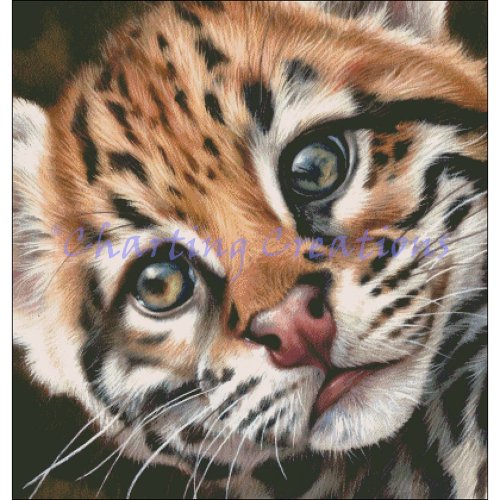 (image for) Ocelot Kitten