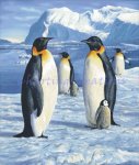 Penguins (image for) Penguins