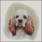 American Cocker Spaniel
