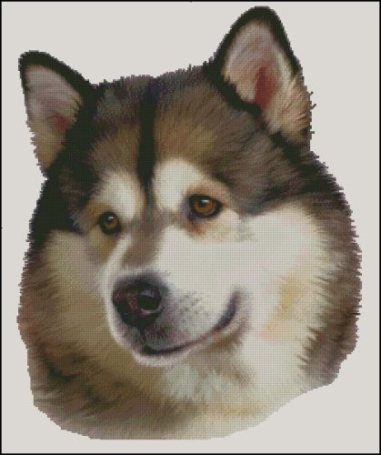 (image for) Alaskan Malamute NB