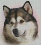 (image for) Alaskan Malamute