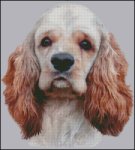 (image for) American Cocker Spaniel NB