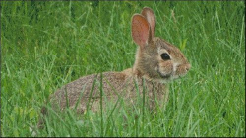 (image for) Bunny Rabbit Alert