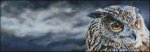 (image for) Eagle Owl Storm