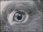 (image for) Eye Of The Rabbit