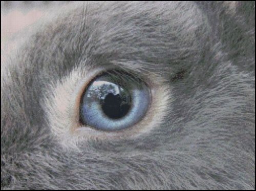 (image for) Eye Of The Rabbit