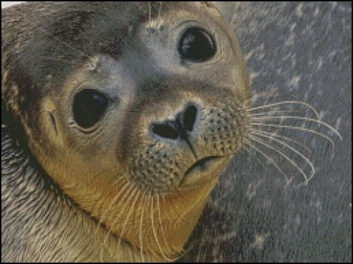 (image for) Juvenile Seal
