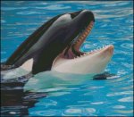 (image for) Killer Whale Smile