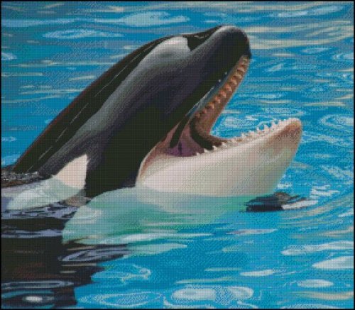(image for) Killer Whale Smile