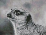 (image for) Meerkat