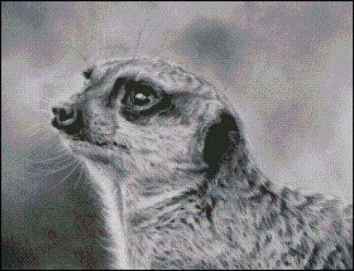 (image for) Meerkat