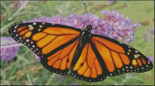 (image for) Monarch Butterfly - DS