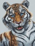 (image for) Amur Tiger