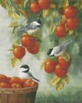 (image for) Apple Harvest Chickadees
