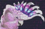 (image for) Aqua Crested Cockatoo