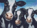 (image for) 3 Cows