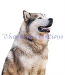 Alaskan Malamute (image for) Alaskan Malamute