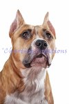American Staffordshire Terrier (image for) American Staffordshire Terrier