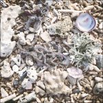 (image for) Beach Coral