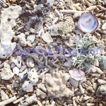Beach Coral (image for) Beach Coral