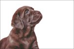 (image for) Chocolate Lab Puppy