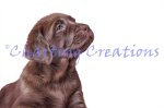 (image for) Chocolate Lab Puppy