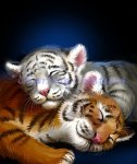 (image for) Cuddle Cubs