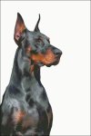 (image for) Doberman
