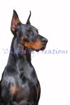 (image for) Doberman