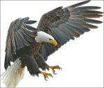 (image for) Eagle In Flight