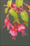 (image for) Fuchsia