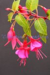 Fuchsia (image for) Fuchsia
