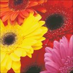 (image for) Gerber Daisies