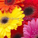 Gerber Daisies (image for) Gerber Daisies