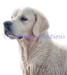 (image for) Golden Retriever