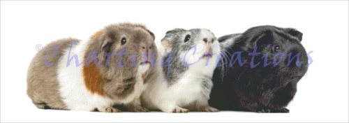 (image for) Guinea Pigs
