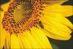 (image for) Honeybee Sunflower